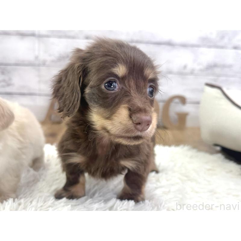 販売中の神奈川県のカニンヘンダックスフンド(ロングヘアード)-453489の3枚目