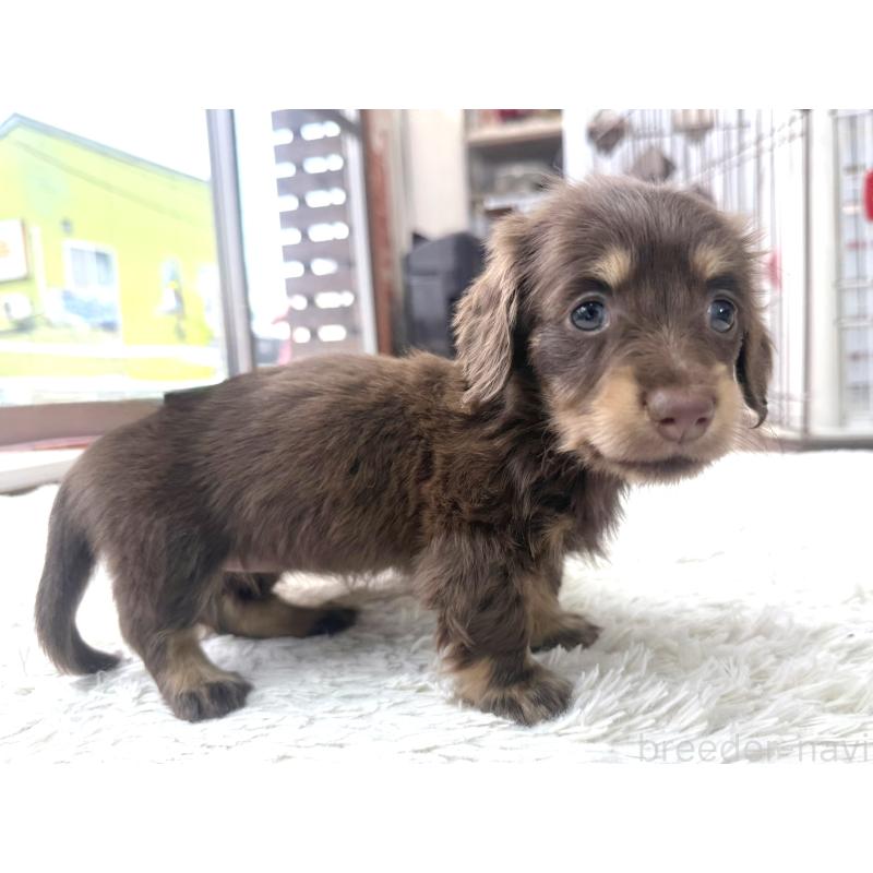 販売中の神奈川県のカニンヘンダックスフンド(ロングヘアード)-453489の2枚目