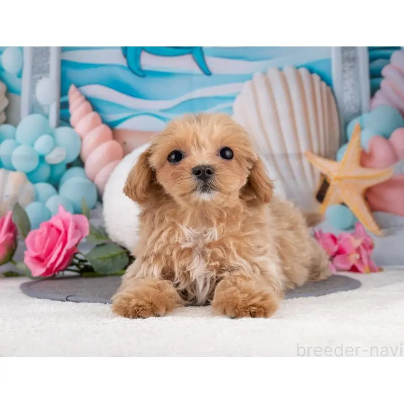 販売中の岐阜県のマルプー:マルチーズ×トイプードル-453490の7枚目