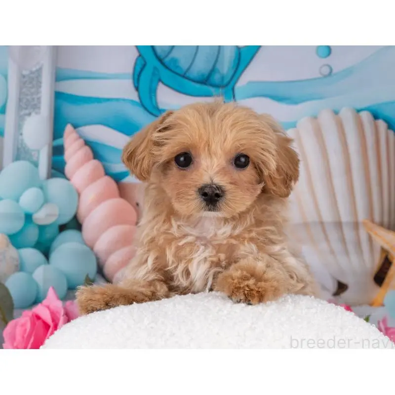 販売中の岐阜県のマルプー:マルチーズ×トイプードル-453490の4枚目