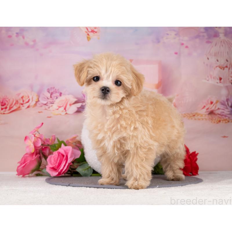 販売中の岐阜県のマルプー:マルチーズ×トイプードル-453491の7枚目