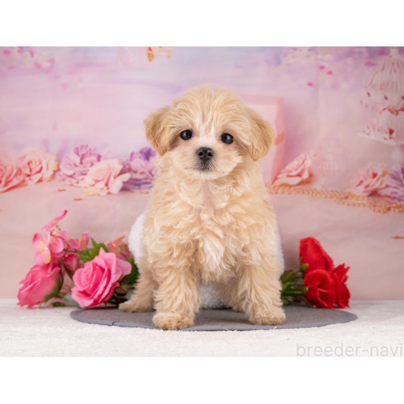 販売中の岐阜県のマルプー:マルチーズ×トイプードル-453491の6枚目