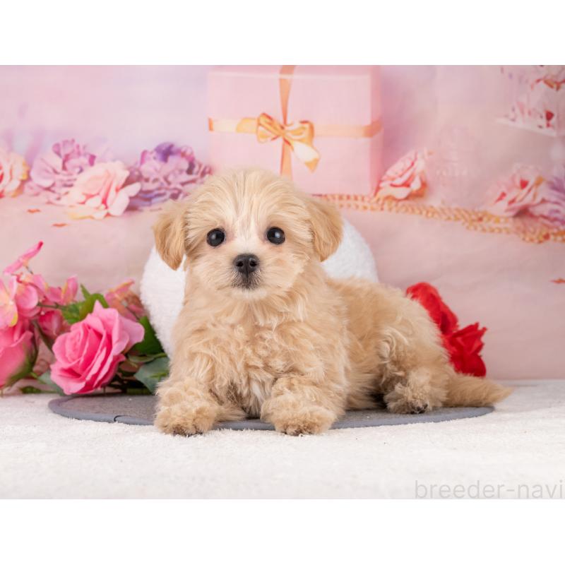 販売中の岐阜県のマルプー:マルチーズ×トイプードル-453491の5枚目