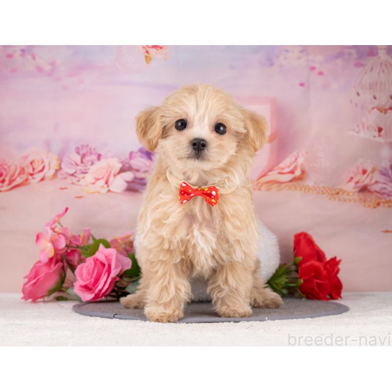 販売中の岐阜県のマルプー:マルチーズ×トイプードル-453491の4枚目