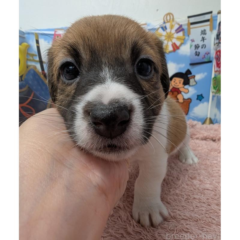 販売中の岐阜県のジャックラッセルテリア-452576