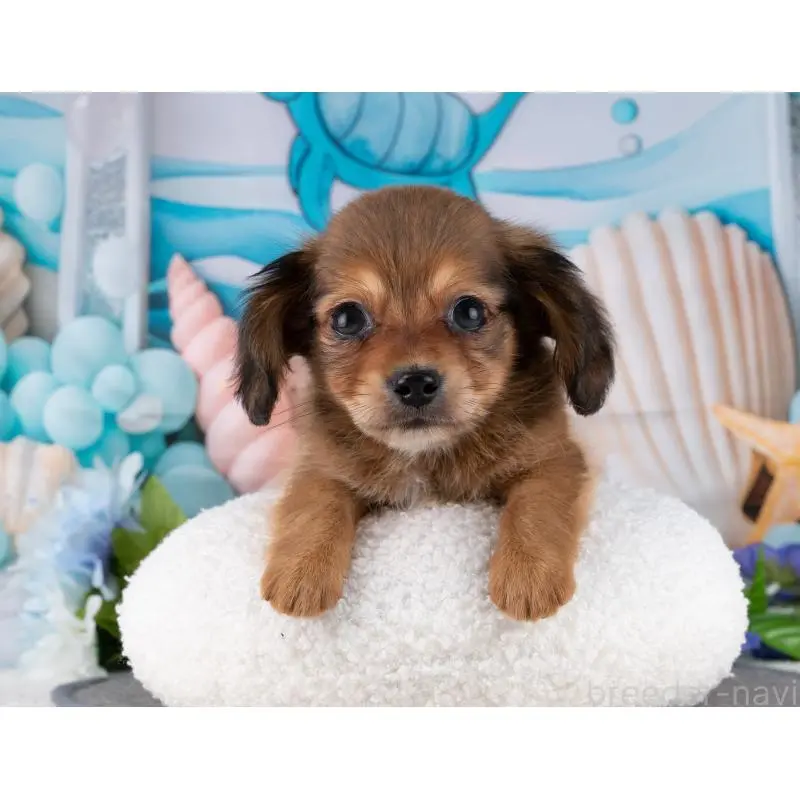 販売中の岐阜県のチワックス:チワワ×ミニチュアダックスフンド-453493の6枚目