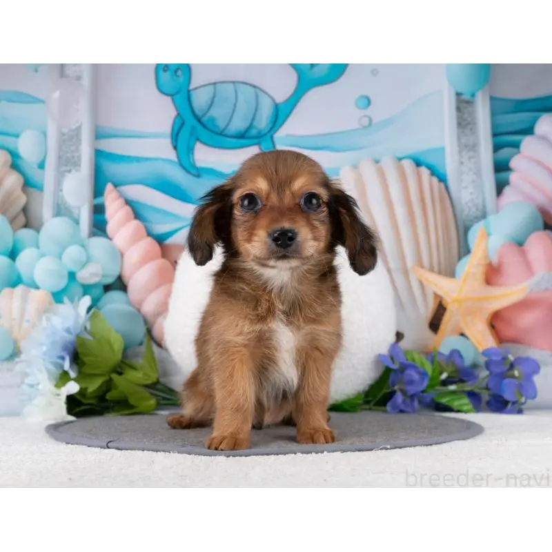 販売中の岐阜県のチワックス:チワワ×ミニチュアダックスフンド-453493の5枚目