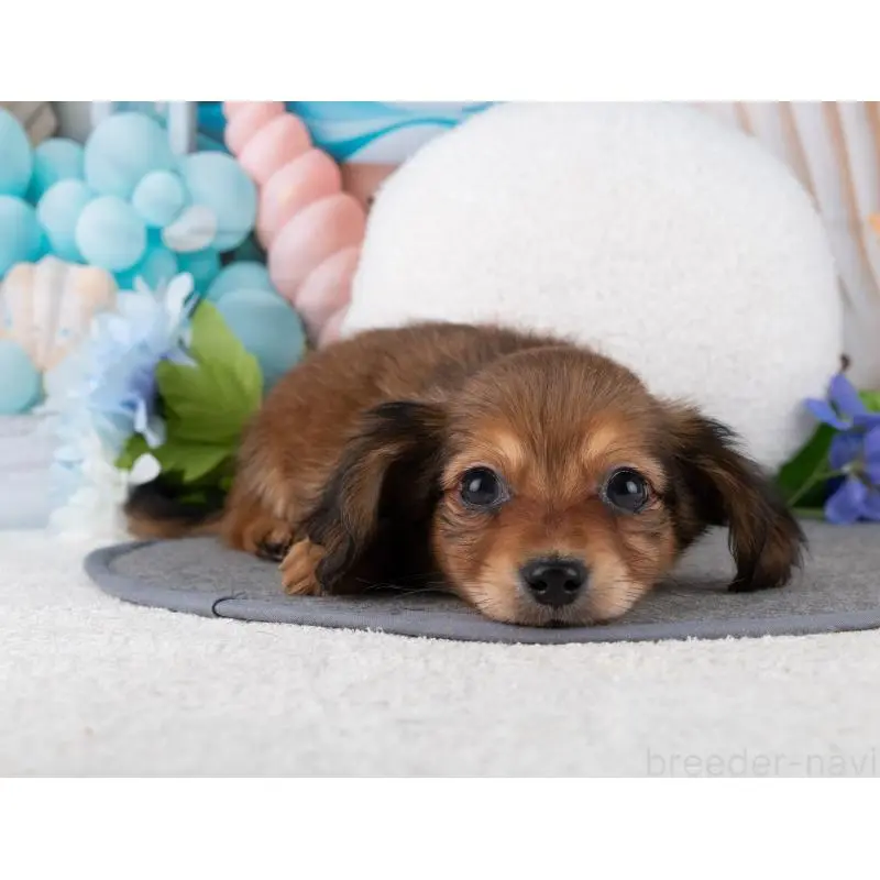 販売中の岐阜県のチワックス:チワワ×ミニチュアダックスフンド-453493の4枚目