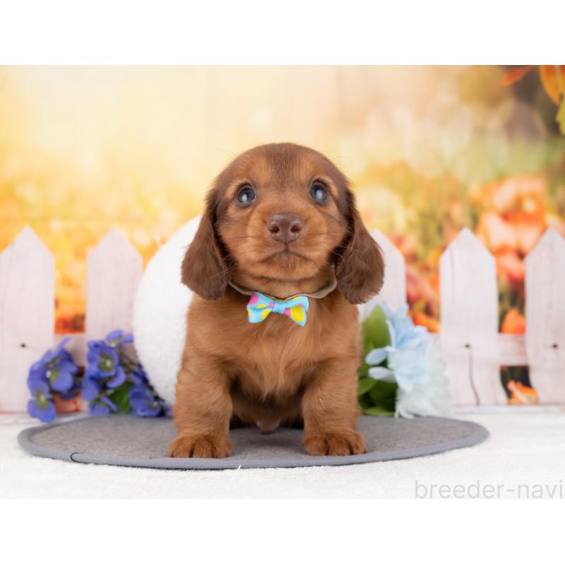 販売中の岐阜県のミニチュアダックスフンド(ロングヘアード)-453496の7枚目