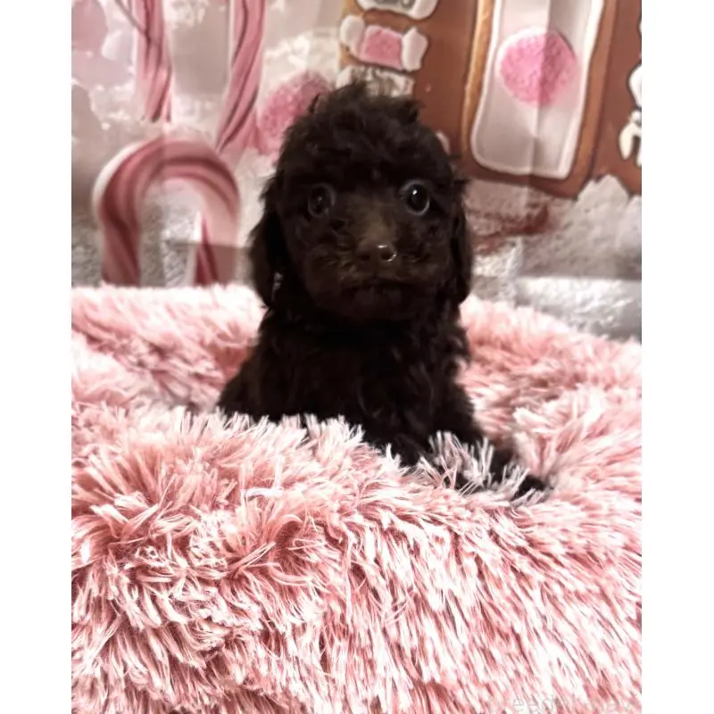 販売中の福井県のトイプードル-453502の3枚目