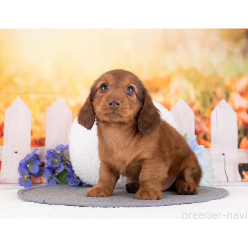 販売中の岐阜県のミニチュアダックスフンド(ロングヘアード)-453496の5枚目