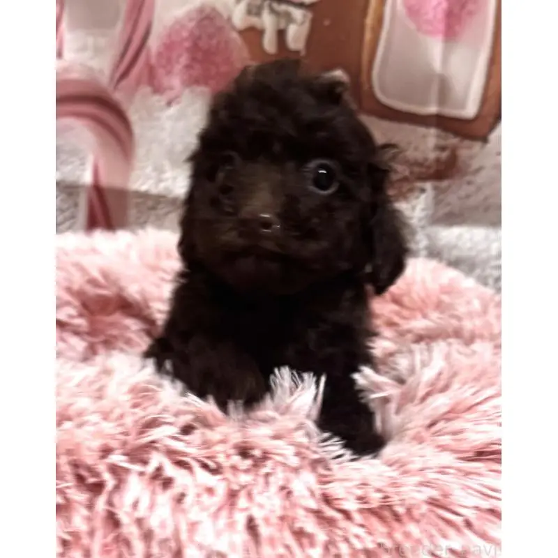 販売中の福井県のトイプードル-453502の2枚目