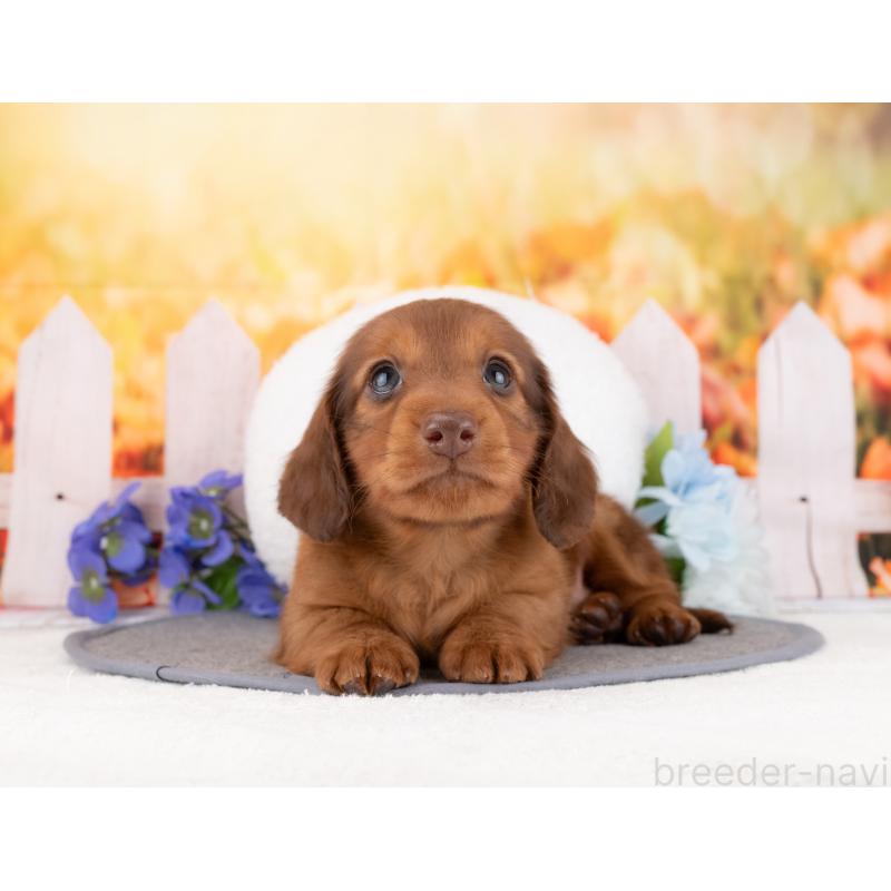 販売中の岐阜県のミニチュアダックスフンド(ロングヘアード)-453496の4枚目