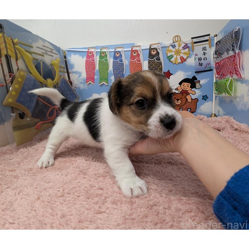 販売中の岐阜県のジャックラッセルテリア-453501の6枚目