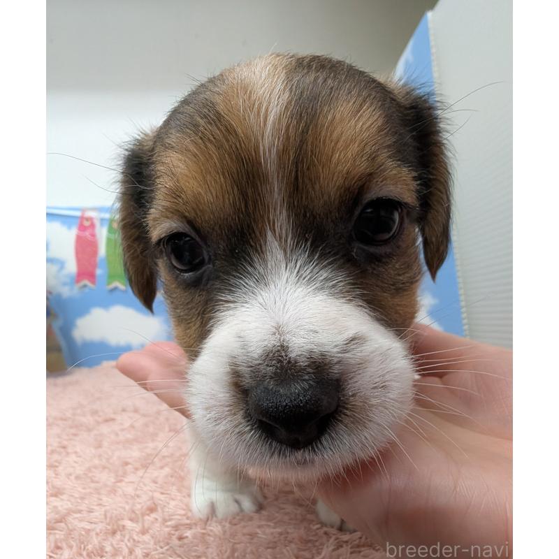 販売中の岐阜県のジャックラッセルテリア-453501の3枚目