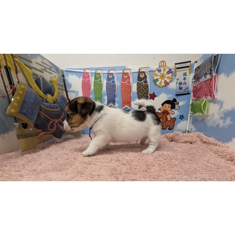 販売中の岐阜県のジャックラッセルテリア-453501の2枚目