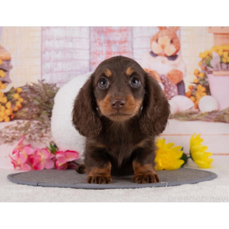 販売中の岐阜県のミニチュアダックスフンド(ロングヘアード)-453503の7枚目