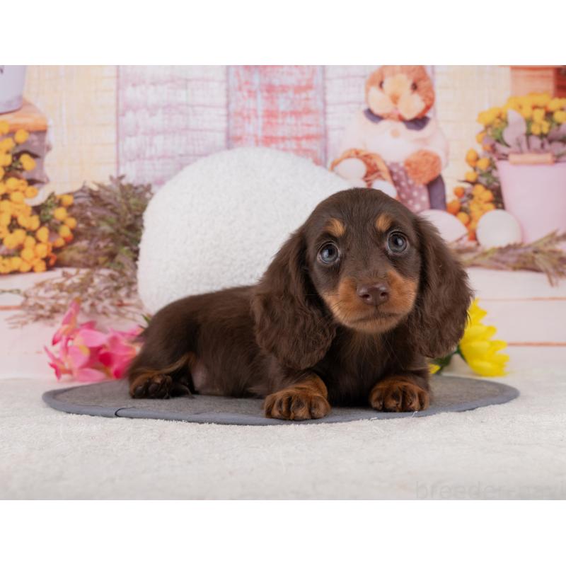 販売中の岐阜県のミニチュアダックスフンド(ロングヘアード)-453503の6枚目