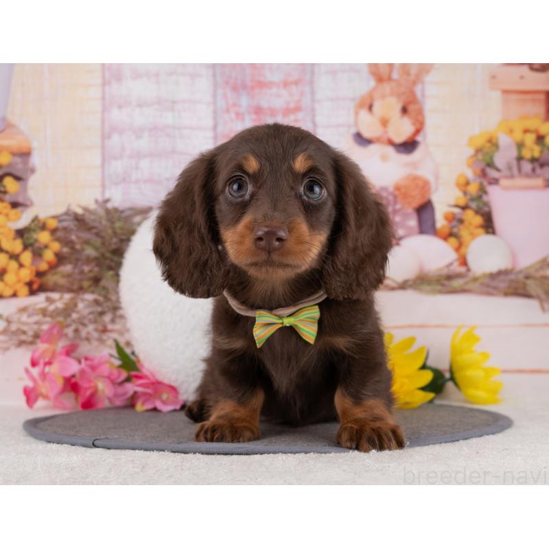 販売中の岐阜県のミニチュアダックスフンド(ロングヘアード)-453503の5枚目