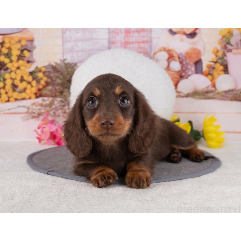 販売中の岐阜県のミニチュアダックスフンド(ロングヘアード)-453503の4枚目