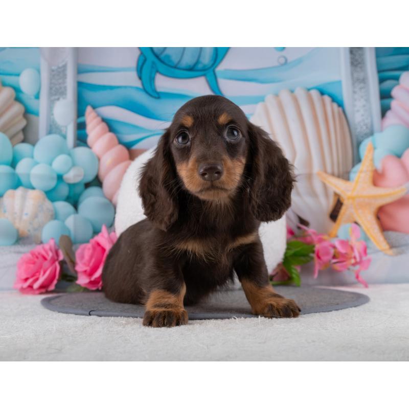 販売中の岐阜県のミニチュアダックスフンド(ロングヘアード)-453504の7枚目