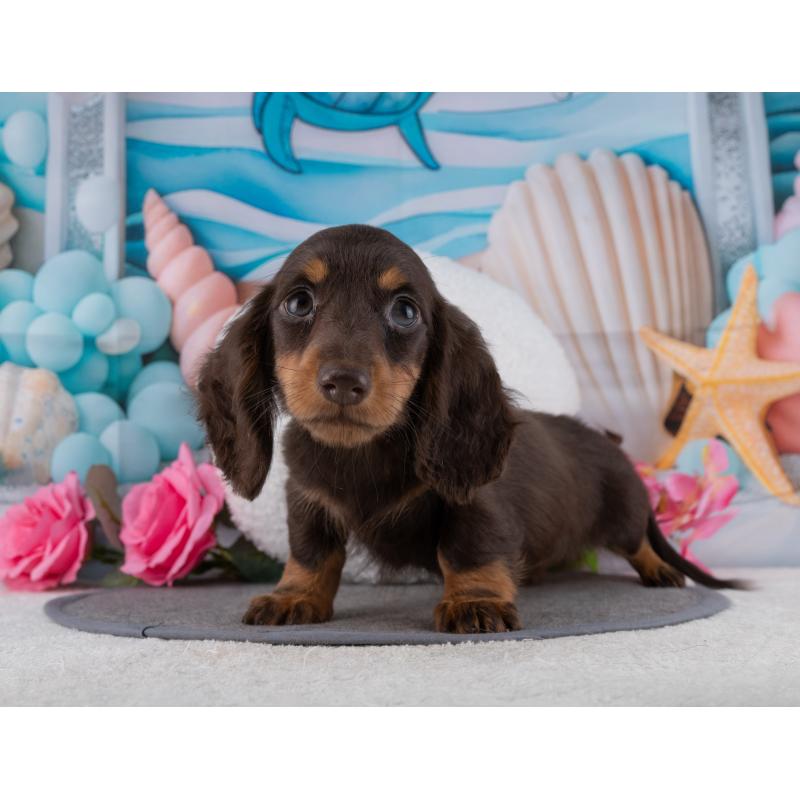 販売中の岐阜県のミニチュアダックスフンド(ロングヘアード)-453504の6枚目