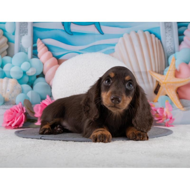 販売中の岐阜県のミニチュアダックスフンド(ロングヘアード)-453504の5枚目