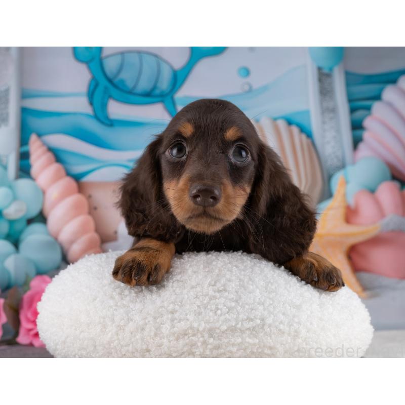 販売中の岐阜県のミニチュアダックスフンド(ロングヘアード)-453504の4枚目