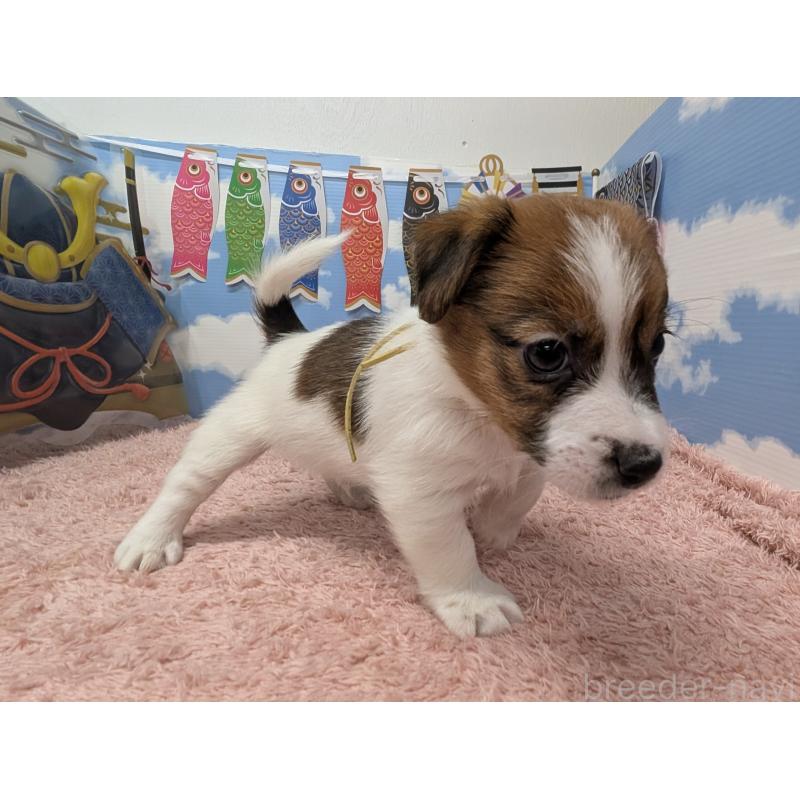 販売中の岐阜県のジャックラッセルテリア-453505の6枚目