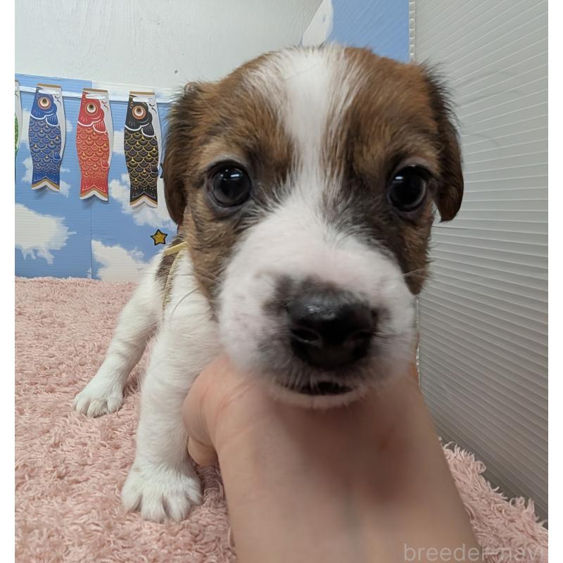 販売中の岐阜県のジャックラッセルテリア-453505の5枚目