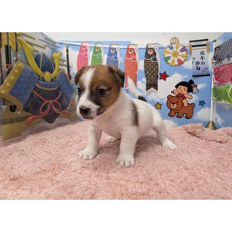 販売中の岐阜県のジャックラッセルテリア-453505の4枚目