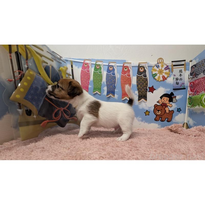 販売中の岐阜県のジャックラッセルテリア-453505の3枚目