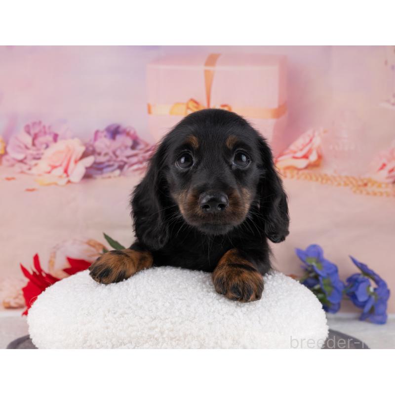 販売中の岐阜県のミニチュアダックスフンド(ロングヘアード)-453506の7枚目