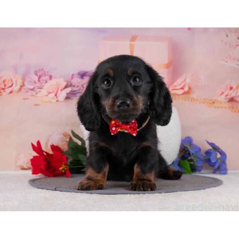 販売中の岐阜県のミニチュアダックスフンド(ロングヘアード)-453506の6枚目