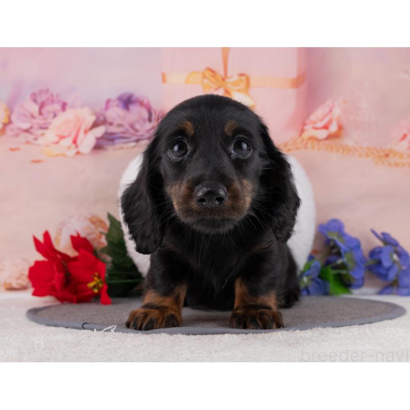 販売中の岐阜県のミニチュアダックスフンド(ロングヘアード)-453506の4枚目