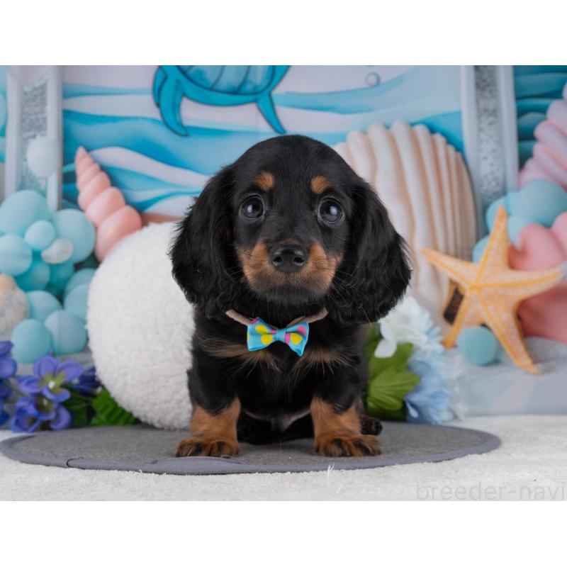 販売中の岐阜県のミニチュアダックスフンド(ロングヘアード)-453508の7枚目