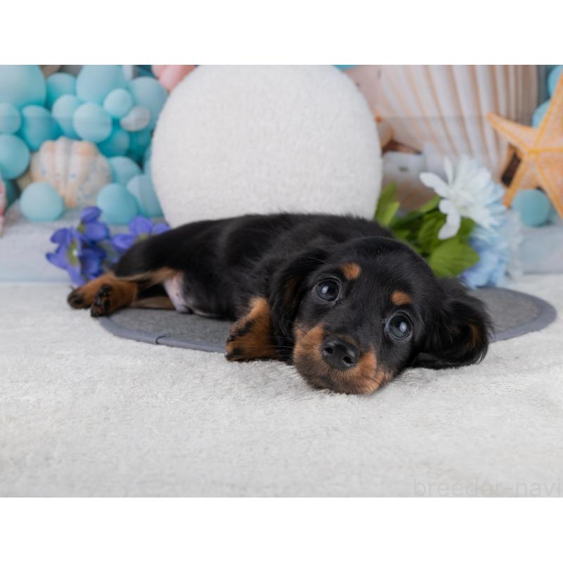 販売中の岐阜県のミニチュアダックスフンド(ロングヘアード)-453508の6枚目