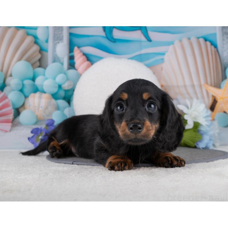 販売中の岐阜県のミニチュアダックスフンド(ロングヘアード)-453508の3枚目