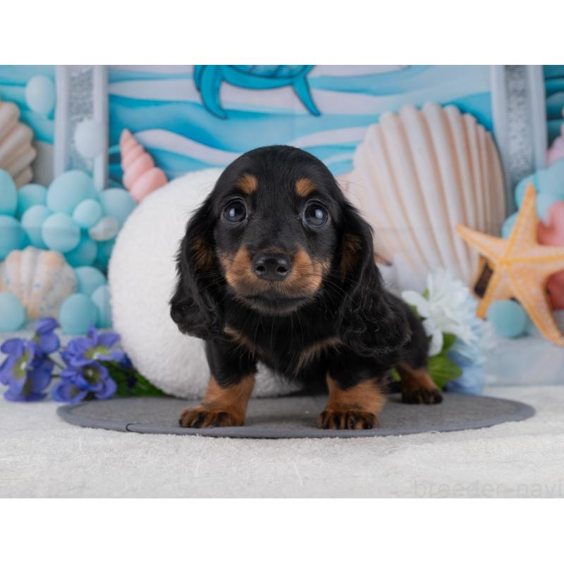 販売中の岐阜県のミニチュアダックスフンド(ロングヘアード)-453508の2枚目