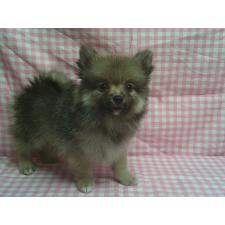 ♀︎ポメラニアン