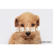 ♀︎トイプードル