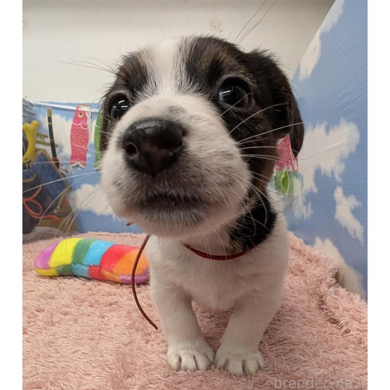 販売中の岐阜県のジャックラッセルテリア-453511の7枚目