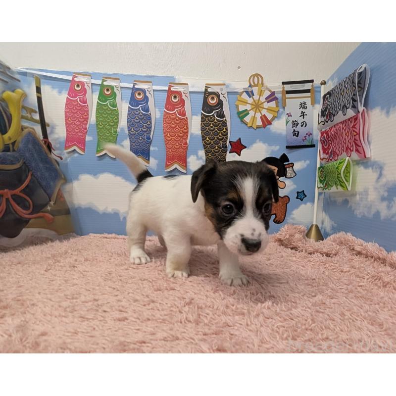 販売中の岐阜県のジャックラッセルテリア-453511の6枚目