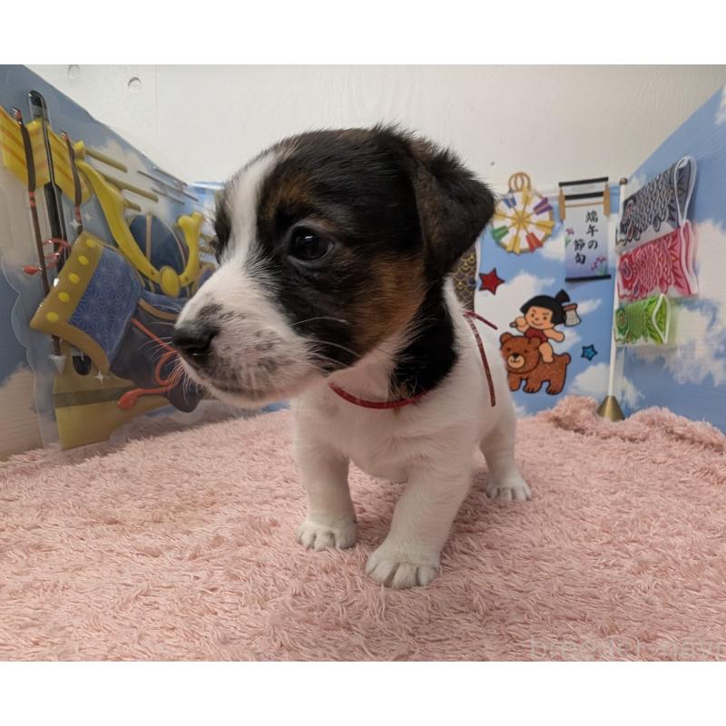 販売中の岐阜県のジャックラッセルテリア-453511の5枚目