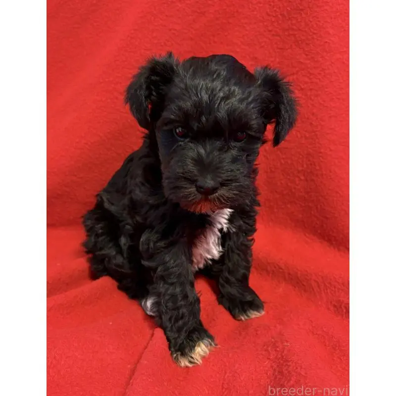 販売中の静岡県のミニチュアシュナウザー-453512の11枚目