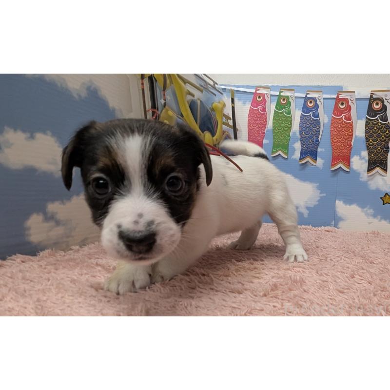 販売中の岐阜県のジャックラッセルテリア-453511の4枚目