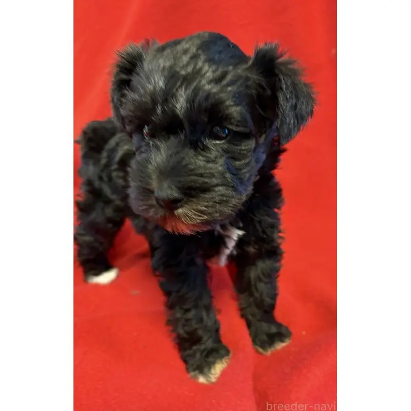 販売中の静岡県のミニチュアシュナウザー-453512の10枚目