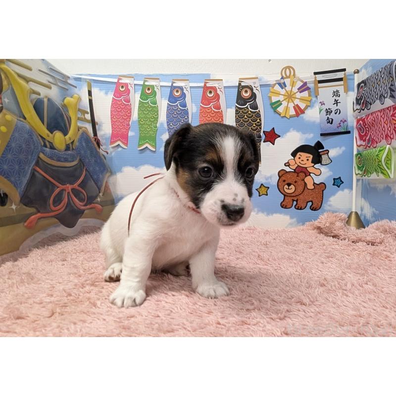 販売中の岐阜県のジャックラッセルテリア-453511の3枚目