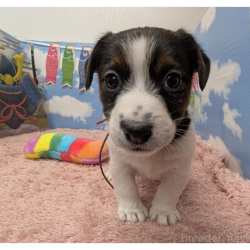 販売中の岐阜県のジャックラッセルテリア-453511の2枚目