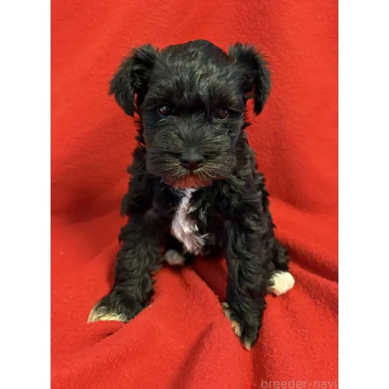 販売中の静岡県のミニチュアシュナウザー-453512の9枚目